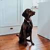 Ошейник для собак Хантер ТИННУМ на карабине, размер S-M, 14мм/40см, красный/бежевый, нейлон, 67846, HUNTER Tinnum
