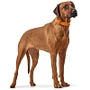 Ошейник для собак ХАНТЕР Вальгау 60, 35мм/46-52см, оранжевый, натуральная кожа наппа, 63510, HUNTER WALLGAU