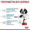 Роял Канин ДЖАЙНТ СТАРТЕР сухой корм для щенков гигантских пород в возрасте до двух месяцев,  4кг, ROYAL CANIN Giant Starter Mother & Babydog