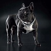Ошейник для собак ХАНТЕР Блек Лейбл Спирит 37см, черный, натуральная кожа, фурнитура под никель, 48008, HUNTER BLACK LABEL SPIRIT