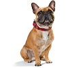 Ошейник для собак ХАНТЕР Канадиан 50, 28мм/37-43см, темно-красный/мокко, натуральная кожа лося, 61228, HUNTER CANADIAN