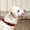 Ошейник для собак с металлической пряжкой, размер S, 15мм/25-36, красный, KCMC-15.HD/RD, JAPAN PREMIUM PET