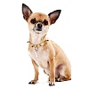Ошейник для маленькой собачки ПАНКИ, ширина 10мм, длина 30см, золотистый, экокожа, GO652-30, FOR PETS ONLY Punk
