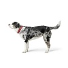 Ошейник для собак Хантер Бейсик Ривеллино 42, 26мм/35-39,5см, красный/черный, натуральная кожа, 63337, HUNTER Basic Rivellino