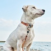 Ошейник для собак ДАИСКИ, с силиконовой защитой крепления, размер L, 25мм, коричневый/оранжевый, нейлон, CRC-3670.DSA/BR, JAPAN PREMIUM PET