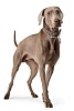 Ошейник для собак ХАНТЕР Люка 50, 28мм/35-42см, серо-коричневый/серый, натуральная кожа наппа, 66721, HUNTER LUCCA