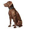 Ошейник для собак Хантер Сиокс 55, 39мм/41-49см, черный, натуральная кожа, 41610, HUNTER Sioux