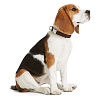 Ошейник для собак Хантер Варио Бэйсик Алю-Стронг, размер L, 20мм/40-55см, коричневый, нейлон, 43970, HUNTER Vario Basic Alu-Strong
