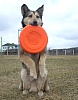 Игрушка для собак ДОГЛАЙК - ЛЕТАЮЩАЯ ТАРЕЛКА, большая, 25см, оранжевая, DT-7335, DOGLIKE