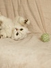Игрушка для кошек КЛУБОК НИТОК 2шт, пастельный цвет, хлопок, 84395, CATTYMAN