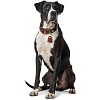 Ошейник для собак ХАНТЕР Коди Спешл размер L, 35мм/53-63см, темно-коричневый/рыжий, натуральная кожа, 65226, HUNTER CODY SPECIAL