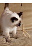 Дразнилка для кошек ЗОЛОТОЙ КОЛОСОК из льна, с пропиткой мататаби, 84365, PREMIUM PET