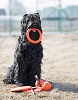 Игрушка для собак ДОГЛАЙК - КОЛЬЦО ВОСЬМИГРАННОЕ, Ø26,5см, оранжевое, D-2612, DOGLIKE Tug&Twist
