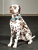 Ошейник для собак с металлической пряжкой, размер M, 19мм/30-48, голубой, KCMC-19.HD/LB, JAPAN PREMIUM PET