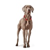 Ошейник для собак ХАНТЕР Осс 10мм/60см, нерегулируемый, красный, нейлон, 66450, HUNTER OSS