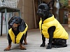 Куртка ЭЙР-2 для собак, таких как мопс, французский бульдог, размер 2XL, длина по спине 26см, объем груди 56см, цвет в ассортименте, PA-OW023, PUPPY ANGEL Air-2