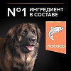Про План ЛАДЖ РОБУСТ СЕНСИТИВ СКИН сухой корм для собак крупных пород с мощным телосложением, с лососем, 14кг, PRO PLAN Large Robust Sensitive Skin