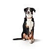 Ошейник для собак Хантер ТИННУМ на карабине, размер S-M, 14мм/40см, красный/бежевый, нейлон, 67846, HUNTER Tinnum