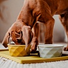 Миска для животных Хантер ЭЙБИ 550мл, желтая, керамика, 68653, HUNTER Ceramic Bowl Eiby