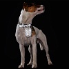 Ошейник для собак светоотражающий ХАНТЕР Хелла Рефлект 55, 28мм/38-47см, черный, искусственная кожа, 65365, HUNTER HELLA REFLECT
