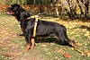 Шлейка для собак ХАНТЕР Маноа Варио Квик Лайт XL, 33мм/75-85см, сетчатая, черная, полиэстер, 93069, HUNTER MANOA VARIO QUICK LIGHT