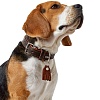 Ошейник для собак ХАНТЕР Коди 45, 28мм/33-39см, темно-коричневый/рыжий, натуральная кожа, 65220, HUNTER CODY