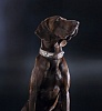 Ошейник для собак ХАНТЕР Блек Лейбл Топ Ган Рептайл 47, 30мм/38-43,5см, серо-коричневый, натуральная кожа, 48086, HUNTER BLACK LABEL REPTILE
