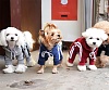 Костюм спортивный для собак ДВЕ ПОЛОСКИ унисекс, размеры S-XL, цвет в ассортименте, 370 PA-OW, PUPPY ANGEL Original Tracksuit