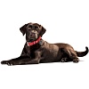 Ошейник для собак ХАНТЕР Капри 35, 18мм/24-30см, красный/черный, натуральная кожа наппа, 61837, HUNTER CAPRI